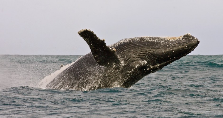 Observação de Baleias em Hermanus