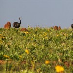 Parque Nacional das Emas