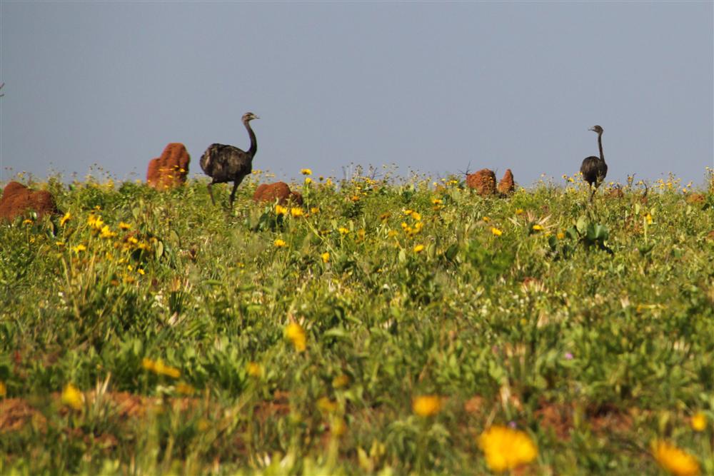 Parque Nacional das Emas