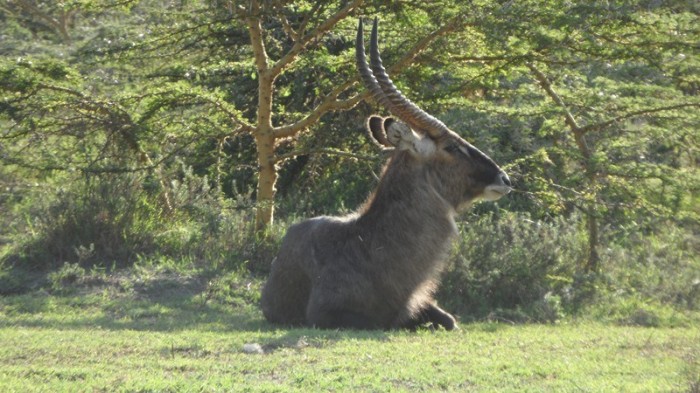 Lake-Naivasha-Sopa-Resort-38