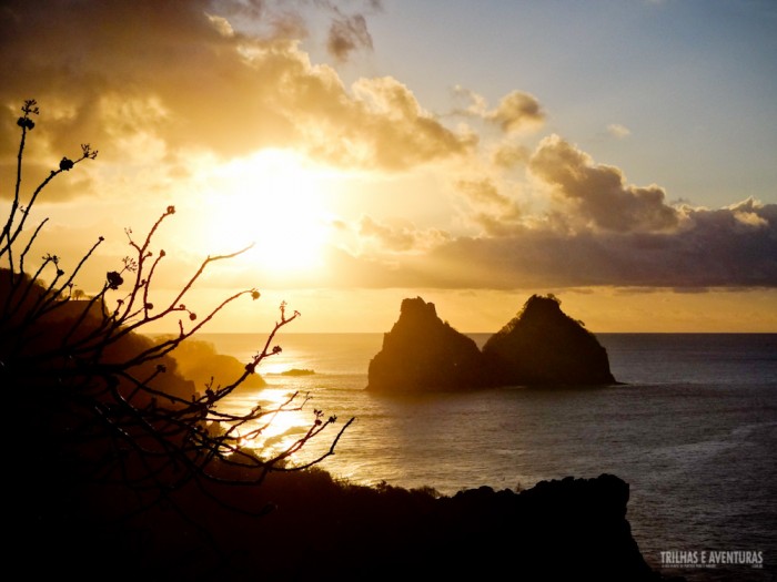 Fernando-de-Noronha-Boldro
