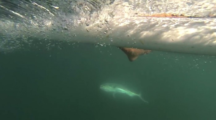 sup-fishing-costa-rica-3