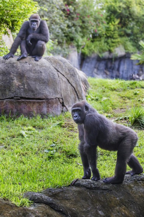 Pele_Bolingo-Busch_Gardens_Tampa_02