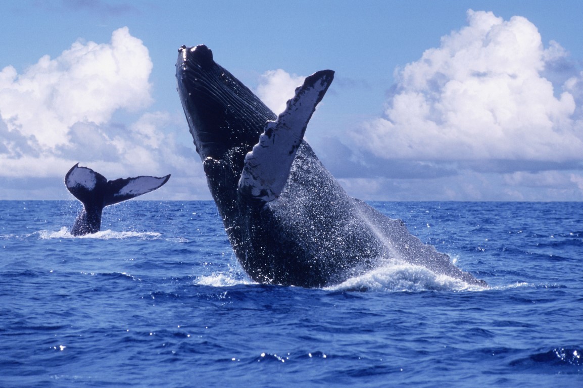 Assista a chegada das baleias Jubarte na Riviera Nayarit