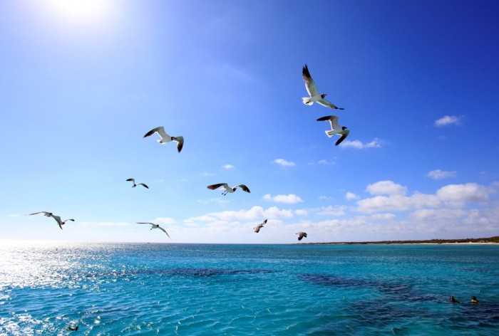 Aruba - Observacao de passaros 6