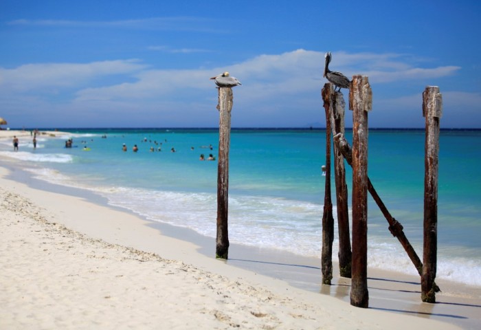 Aruba - Observacao de passaros