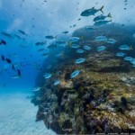 Mergulho virtual em Fernando de Noronha