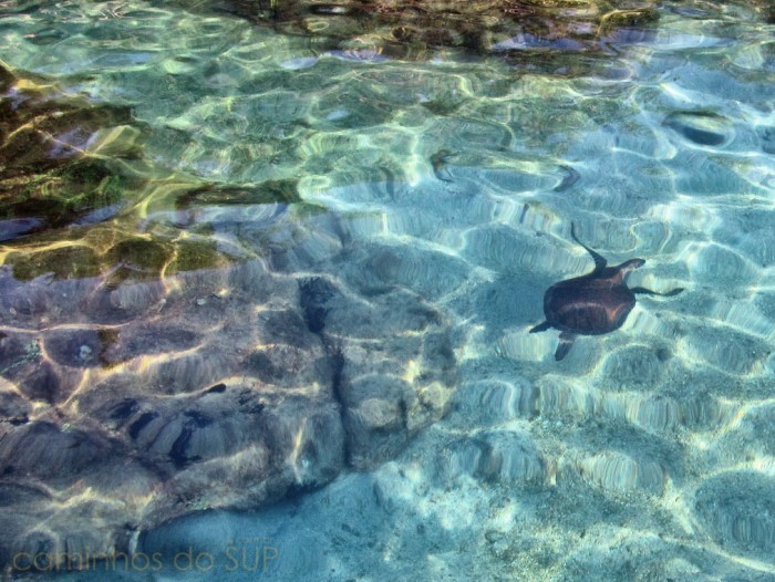 35 tartaruga marinha