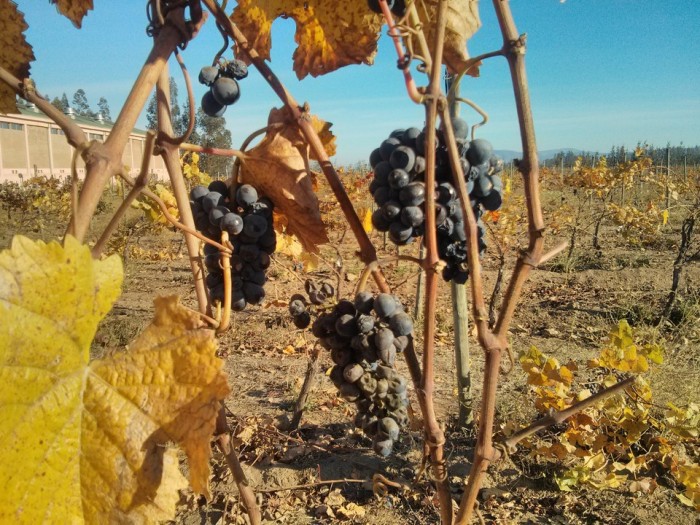 Rota do Vinho no Chile - 01 Veramonte (5)
