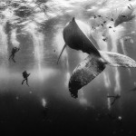 Whale Whisperers - National Geographic Traveler 2015