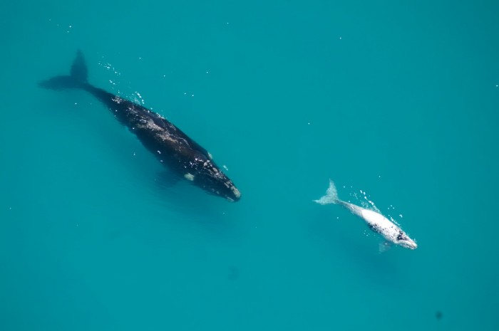 Baleias em Hermanus 1