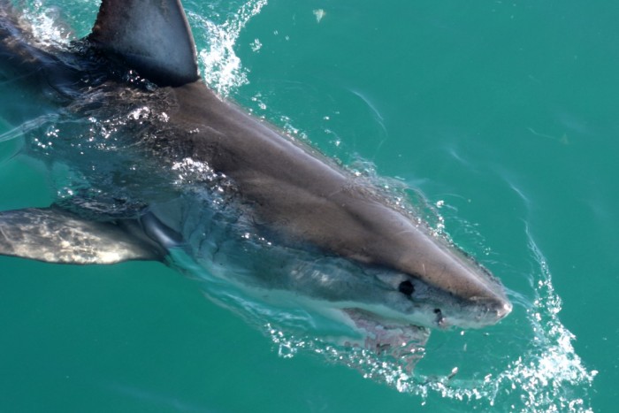 Tubarão Branco em Walker Bay