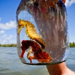 Pontal de Maracaipe - Cavalo-Marinho em Porto de Galinhas