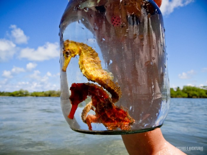 Pontal de Maracaipe - Cavalo-Marinho em Porto de Galinhas