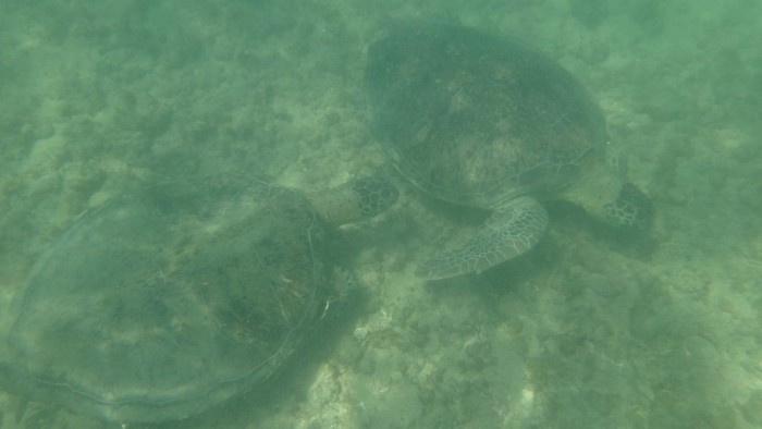 Sonho em Noronha por Rachelli Iozzi 05