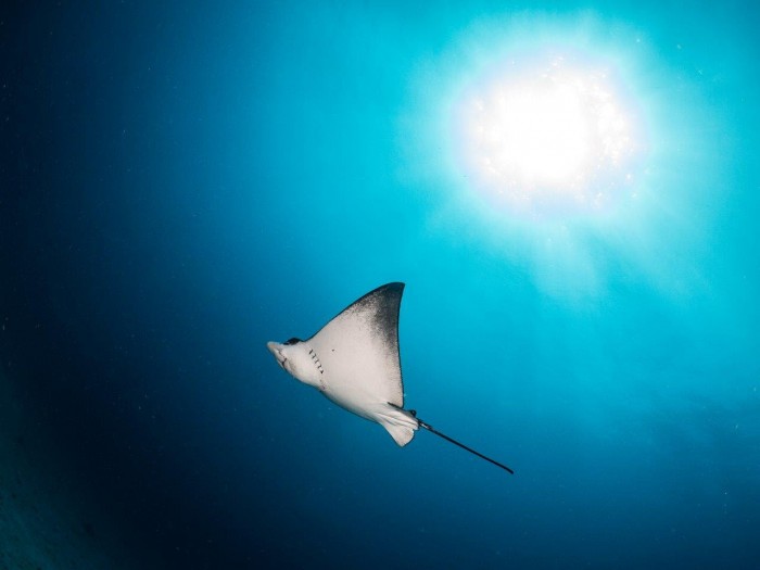 Mergulho em Tobago 5