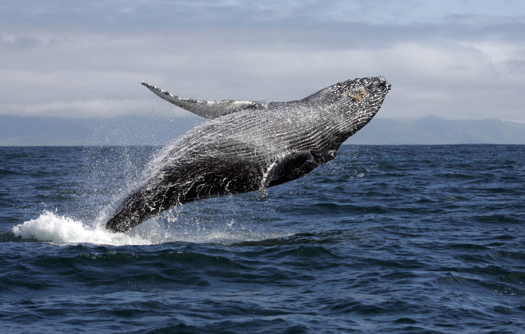 O espetáculo das baleias jubarte na Riviera Nayarit e Puerto Vallarta