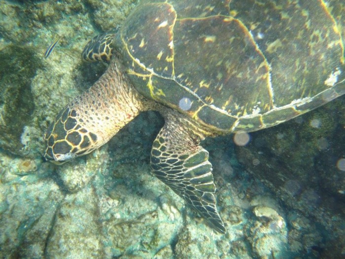 Noronha para Casais 7