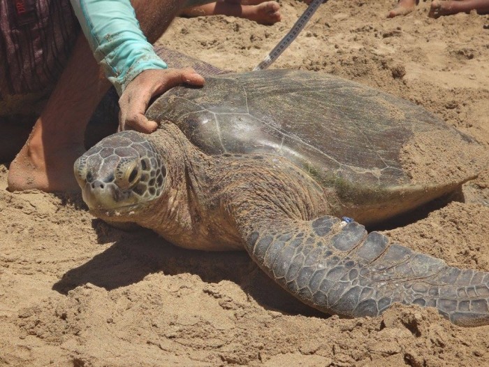 Noronha para Casais 9