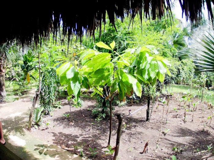 Fabrica de Chocolate no Brasil 3