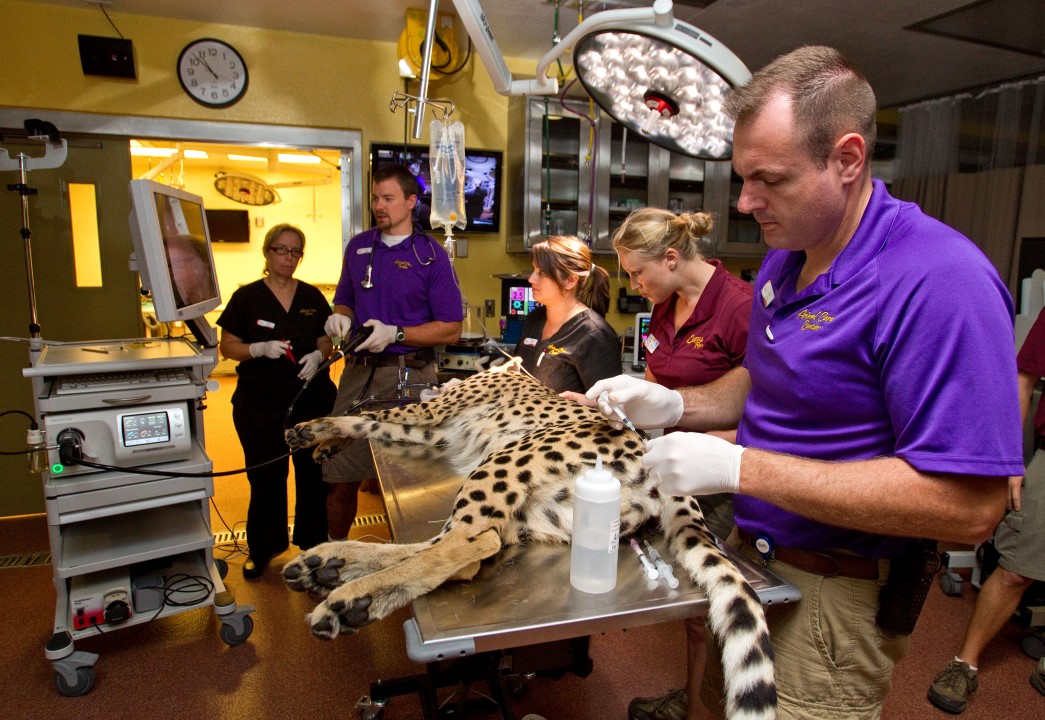 Animal Care Center_Kasi Checkup