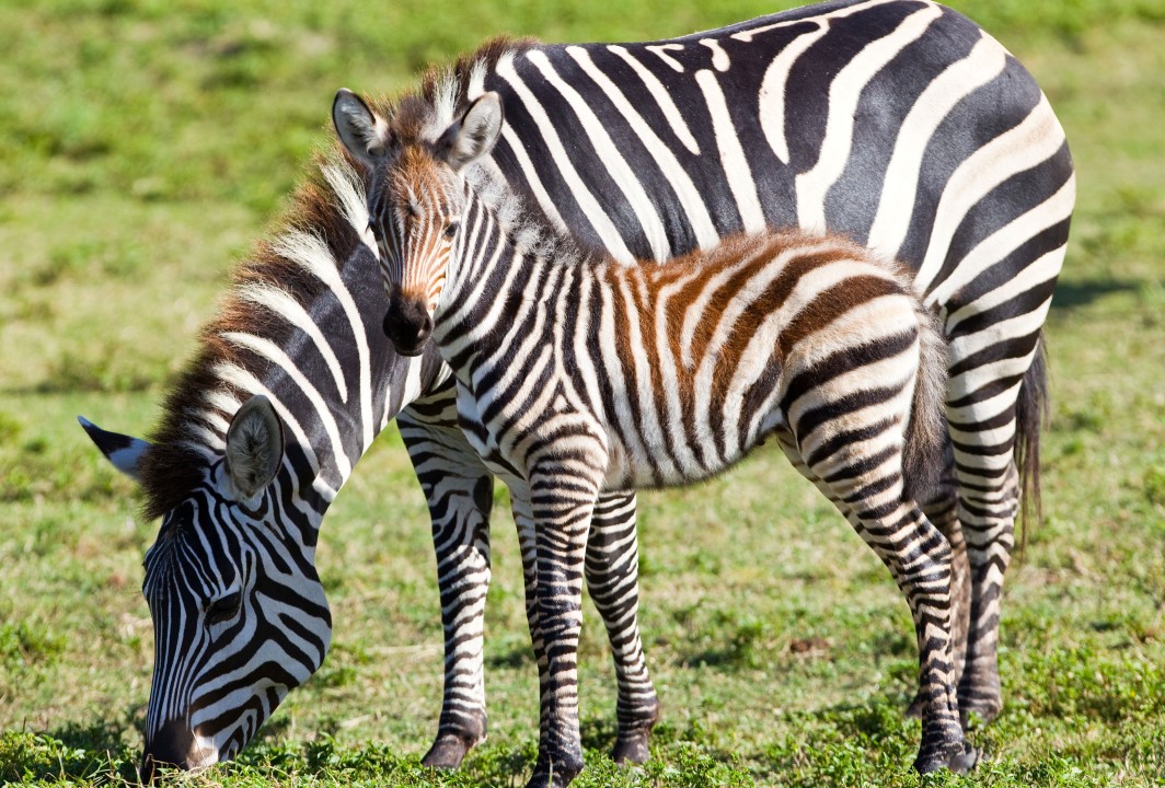Baby Grevy's Zebra