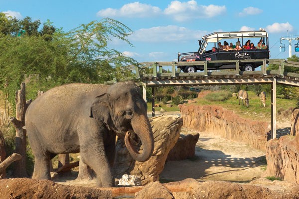 Elephant_Near_Rhino_Rally