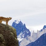 Puma em Torres del Paine - Foto: Richard Zahren