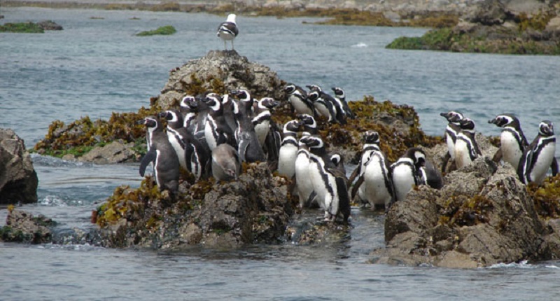 chiloe pinguins