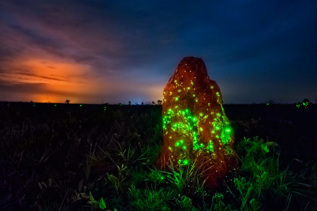 Quando ver a bioluminescência no Parque Nacional das Emas - GO ...