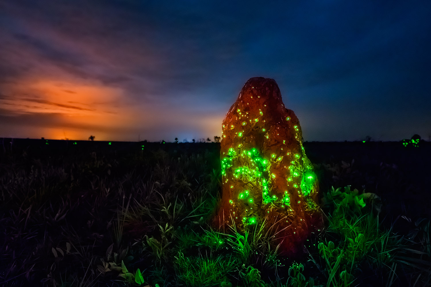 Quando ver a bioluminescência no Parque Nacional das Emas - GO - Trilhas e  Aventuras